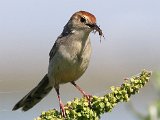 kos vir kleintjies 59  Vleitintinkies voer kleintjies - Levallants Cisticla : frieda